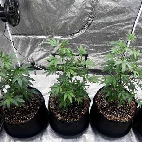 Blue Sunset Sherbet  growlog timeline photo