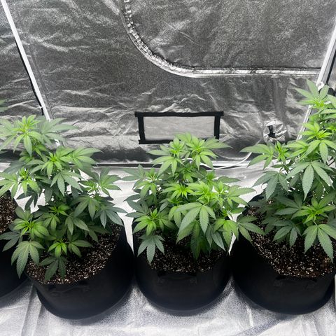 Blue Sunset Sherbet  growlog timeline photo