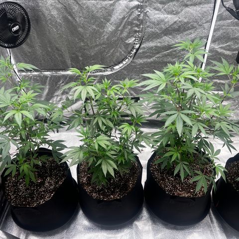 Blue Sunset Sherbet  growlog timeline photo
