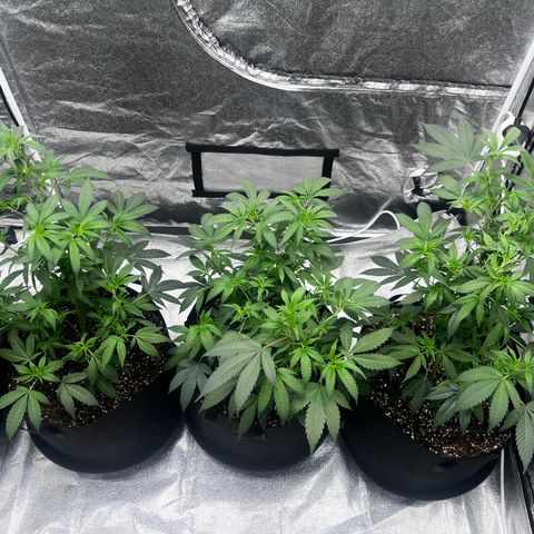 Blue Sunset Sherbet  growlog timeline photo