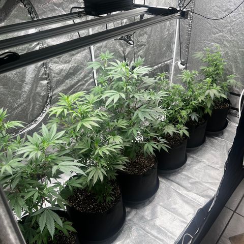 Blue Sunset Sherbet  growlog timeline photo