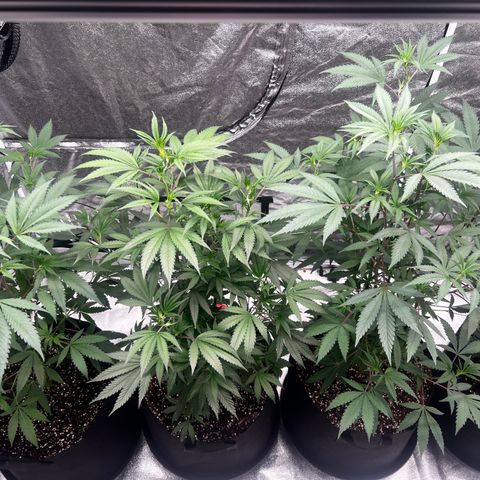 Blue Sunset Sherbet  growlog timeline photo