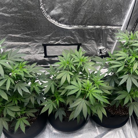 Blue Sunset Sherbet  growlog timeline photo