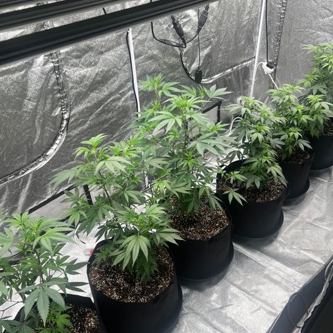 Blue Sunset Sherbet  growlog timeline photo