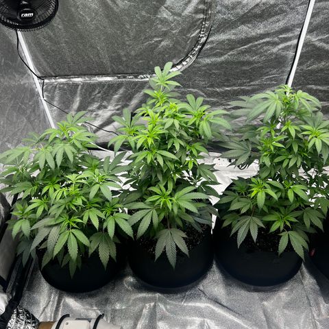 Blue Sunset Sherbet  growlog timeline photo