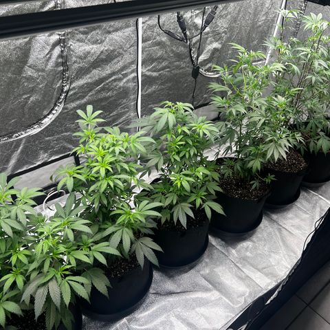 Blue Sunset Sherbet  growlog timeline photo