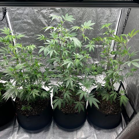 Blue Sunset Sherbet  growlog timeline photo