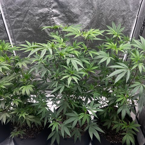 Blue Sunset Sherbet  growlog timeline photo