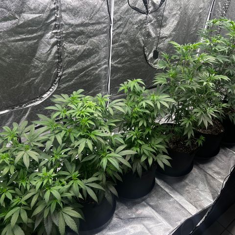 Blue Sunset Sherbet  growlog timeline photo