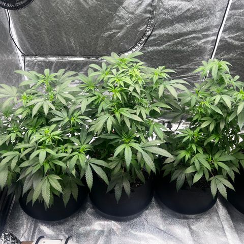 Blue Sunset Sherbet  growlog timeline photo