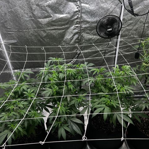 Blue Sunset Sherbet  growlog timeline photo
