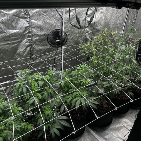 Blue Sunset Sherbet  growlog timeline photo