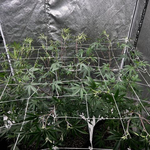 Blue Sunset Sherbet  growlog timeline photo