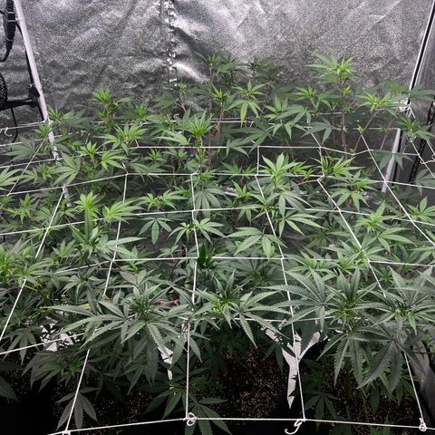 Blue Sunset Sherbet  growlog timeline photo