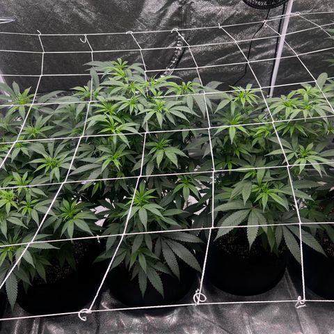 Blue Sunset Sherbet  growlog timeline photo
