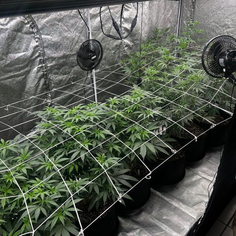 Blue Sunset Sherbet  growlog timeline photo