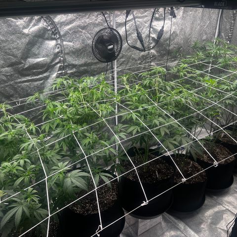 Blue Sunset Sherbet  growlog timeline photo