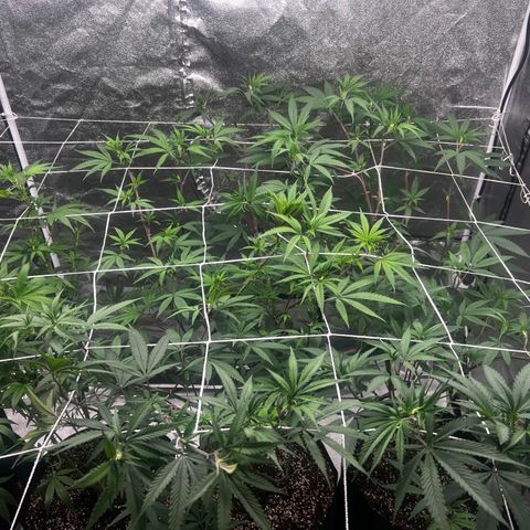 Blue Sunset Sherbet  growlog timeline photo