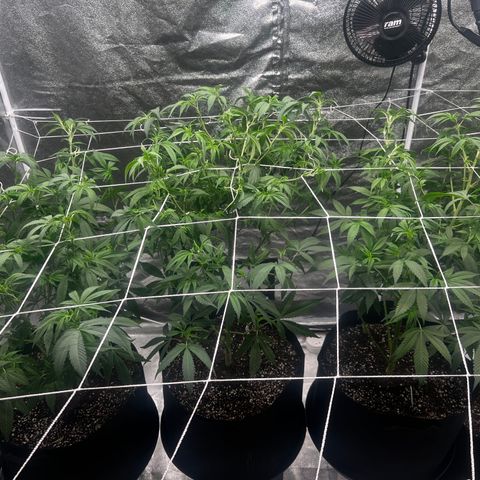Blue Sunset Sherbet  growlog timeline photo
