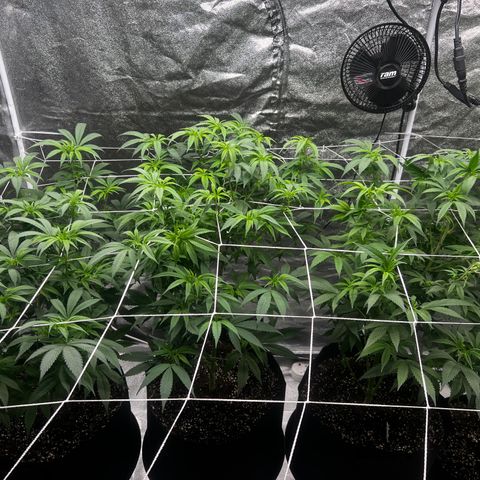 Blue Sunset Sherbet  growlog timeline photo