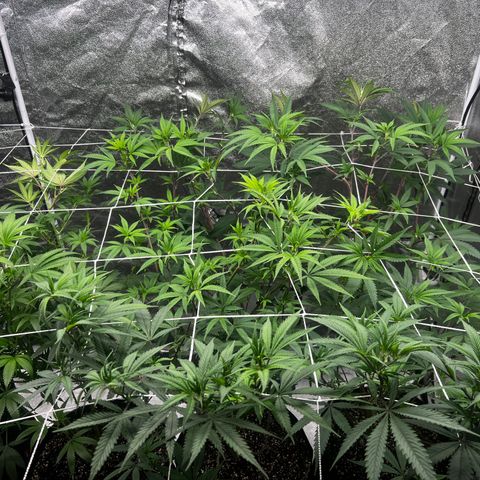 Blue Sunset Sherbet  growlog timeline photo