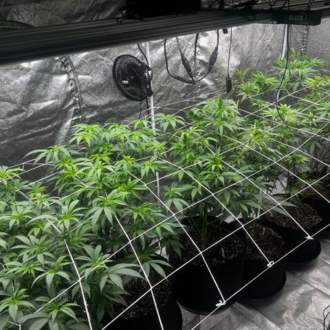 Blue Sunset Sherbet  growlog timeline photo