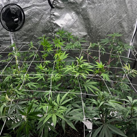 Blue Sunset Sherbet  growlog timeline photo