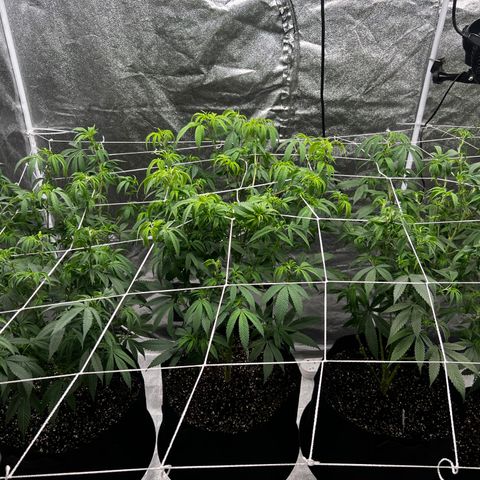 Blue Sunset Sherbet  growlog timeline photo