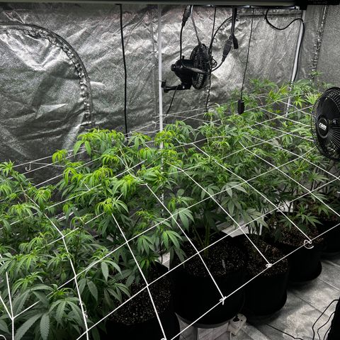 Blue Sunset Sherbet  growlog timeline photo