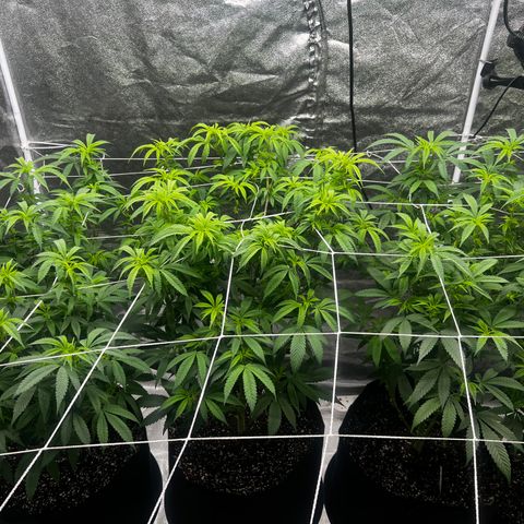 Blue Sunset Sherbet  growlog timeline photo