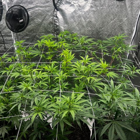 Blue Sunset Sherbet  growlog timeline photo