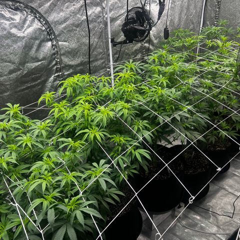 Blue Sunset Sherbet  growlog timeline photo