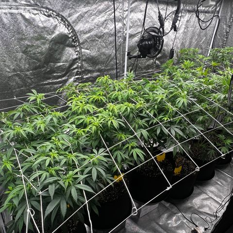 Blue Sunset Sherbet  growlog timeline photo
