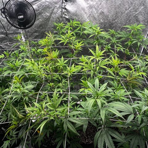 Blue Sunset Sherbet  growlog timeline photo