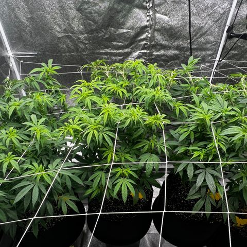 Blue Sunset Sherbet  growlog timeline photo