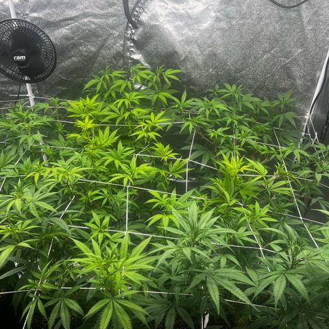 Blue Sunset Sherbet  growlog timeline photo