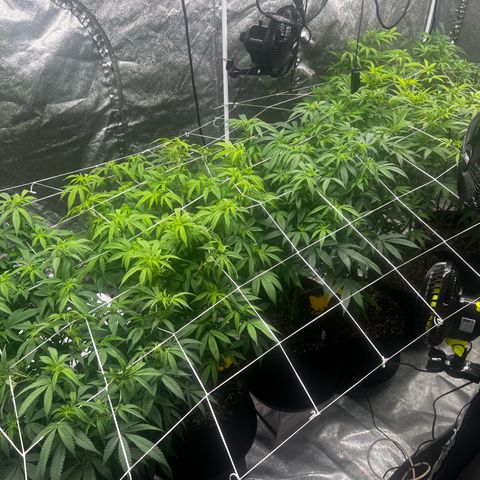 Blue Sunset Sherbet  growlog timeline photo