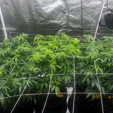 Blue Sunset Sherbet  growlog timeline photo