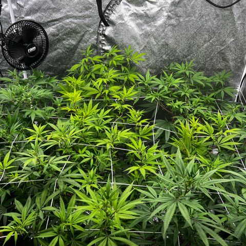 Blue Sunset Sherbet  growlog timeline photo