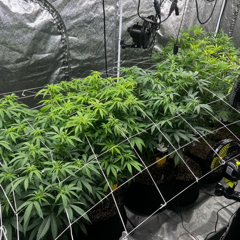 Blue Sunset Sherbet  growlog timeline photo