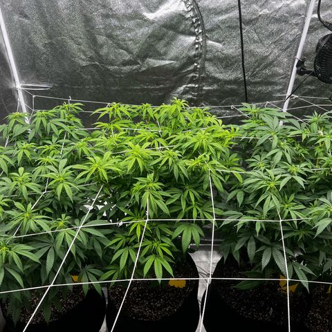 Blue Sunset Sherbet  growlog timeline photo