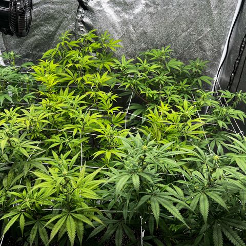 Blue Sunset Sherbet  growlog timeline photo