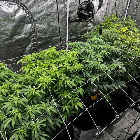 Blue Sunset Sherbet  growlog timeline photo