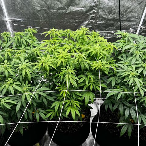 Blue Sunset Sherbet  growlog timeline photo