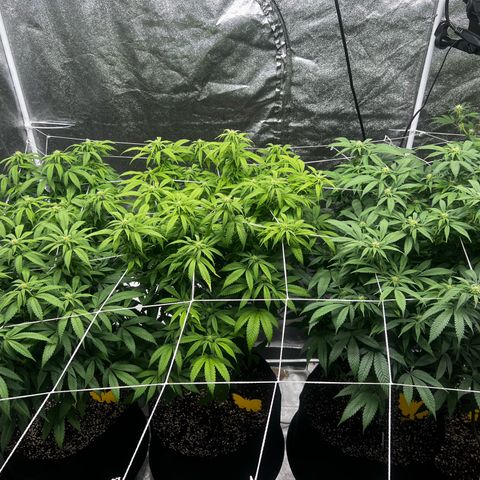 Blue Sunset Sherbet  growlog timeline photo