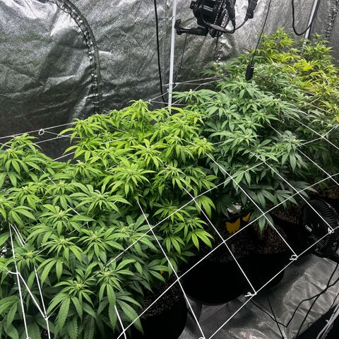 Blue Sunset Sherbet  growlog timeline photo