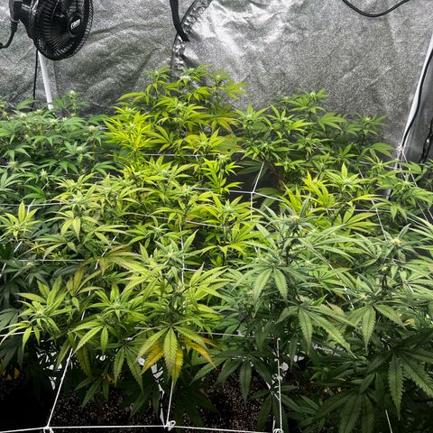 Blue Sunset Sherbet  growlog timeline photo