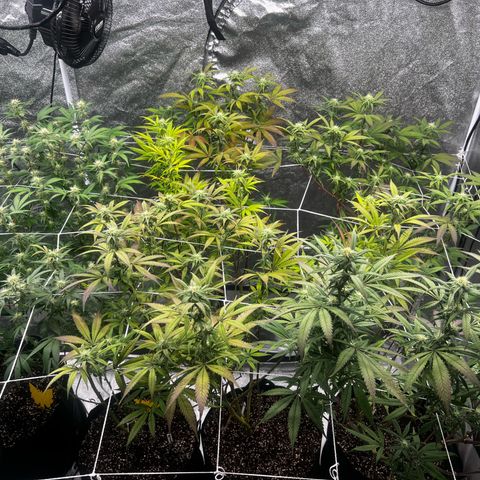 Blue Sunset Sherbet  growlog timeline photo