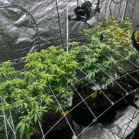 Blue Sunset Sherbet  growlog timeline photo