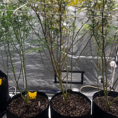 Blue Sunset Sherbet  growlog timeline photo